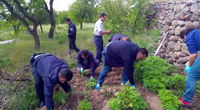 Hacılar'da Hint keneviri operasyonu