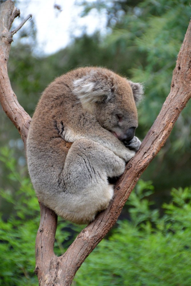 İklim değişikliği koalaları riske atıyor