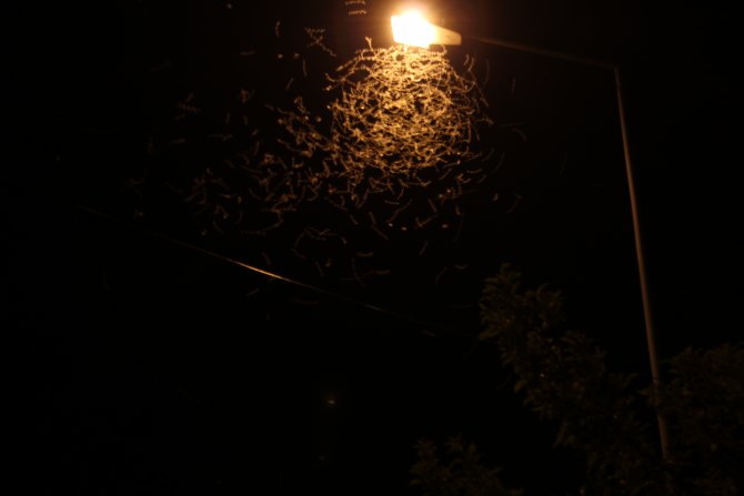 Kelebeklerin "ölüm uçuşu"