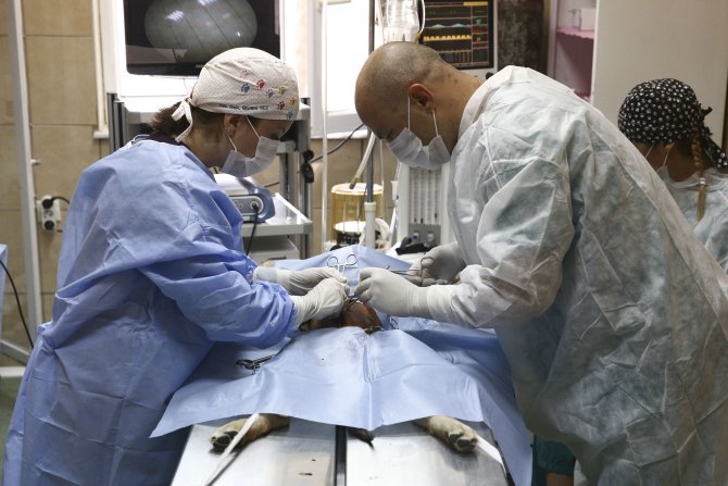 Sokak hayvanları 8 dakikada kısırlaştırılabilecek