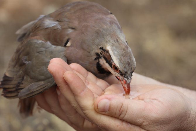 Manisa'da 5 bin 500 keklik doğaya salındı