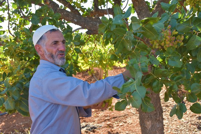 Organik tarımla köye tersine göç sağlandı