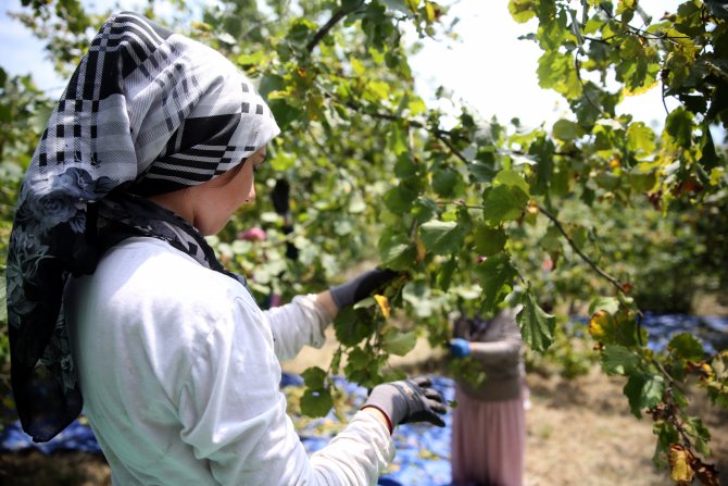 Batı Karadeniz'de fındık hasadı başladı