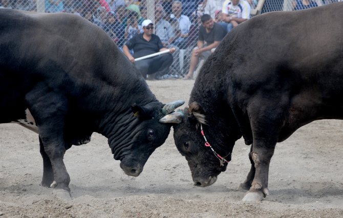 Karagöl Yayla Şenlikleri
