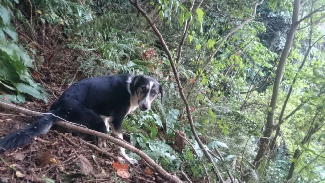 Ormanda tel ile bağlanan köpek kurtarıldı