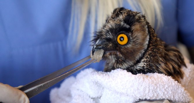 Göçmen kuşların kanatları oldu