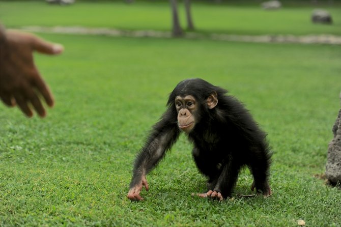 Aslan "Cesur"a bebek bakımı