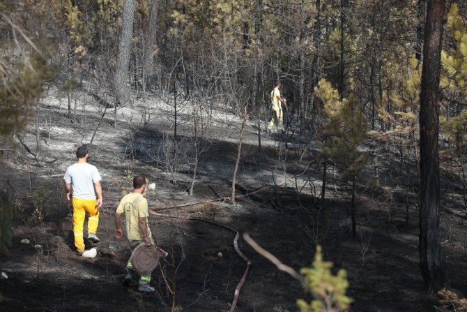 Bolu'daki orman yangını