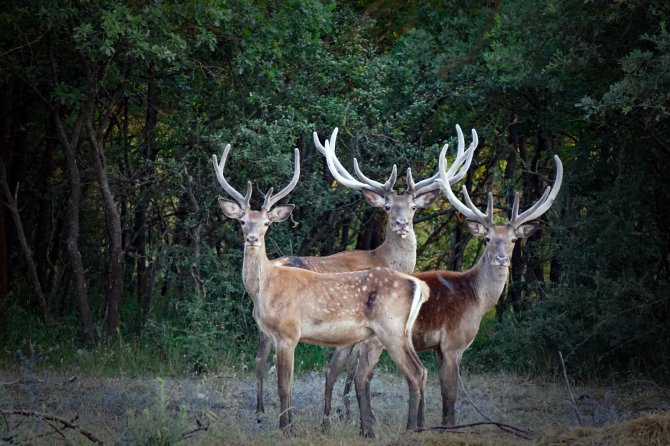 Kızıl geyik sayısı artıyor