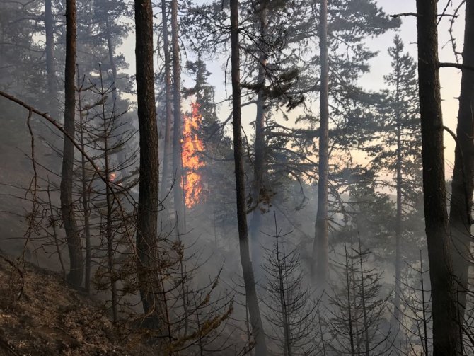 Gümüşhane'deki orman yangını