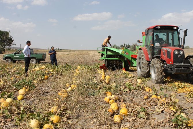 Derinkuyu'da kabak hasadı başladı
