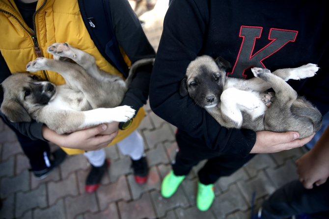 Dünya Hayvanları Koruma Günü
