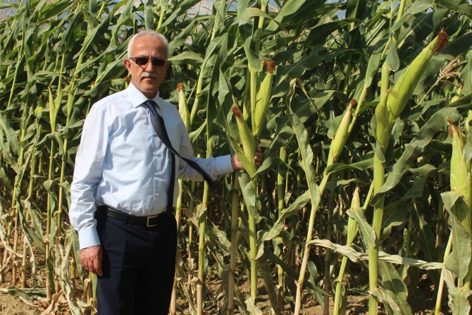 Yozgat'ta yerli hibrit silajik mısır hasadı yapıldı