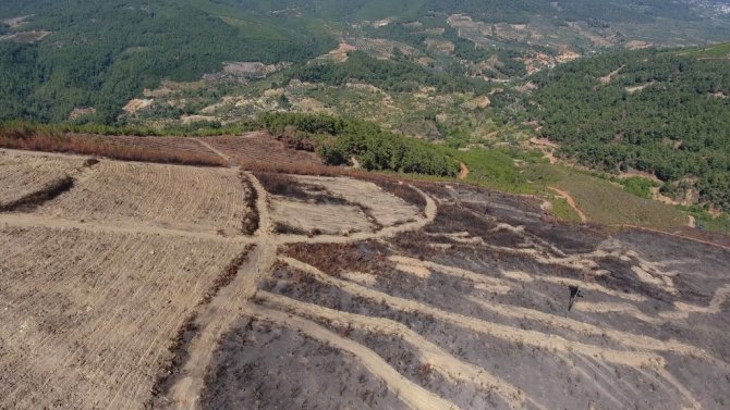 Bayındır'da yanan orman alanı yeşillendirilecek