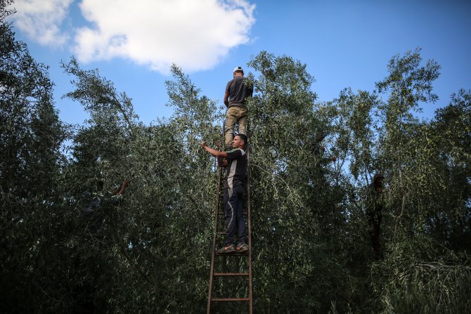 Gazze'de zeytin hasadı başladı