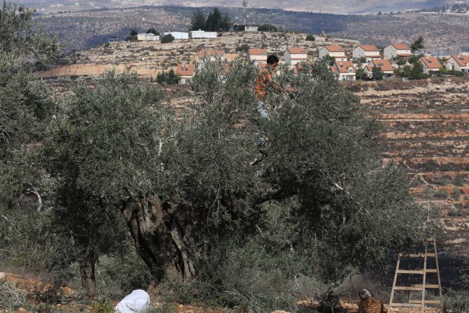 Batı Şeria'da Yahudi yerleşimcilerin baskısı altında zeytin hasadı