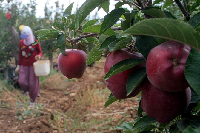 İtalyanların "scarlet" elmasını Elazığ'da üretiyor