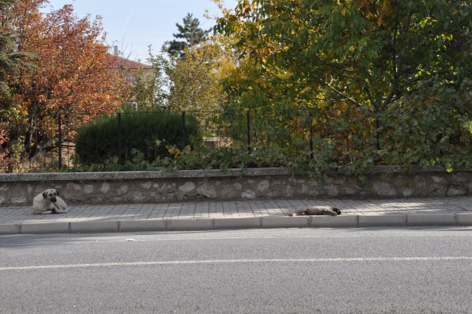 Yavrusunun başında saatlerce bekledi