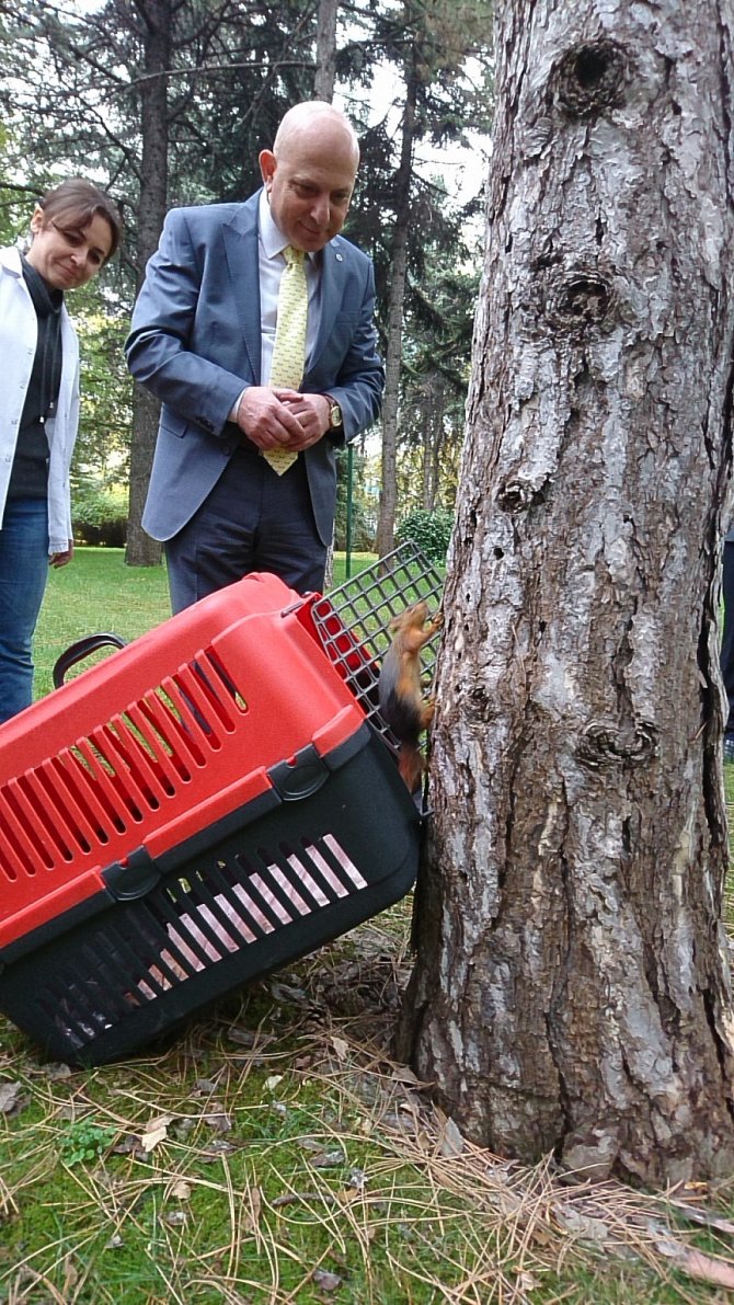 Yaralı sincap tedavi edilerek doğaya salındı