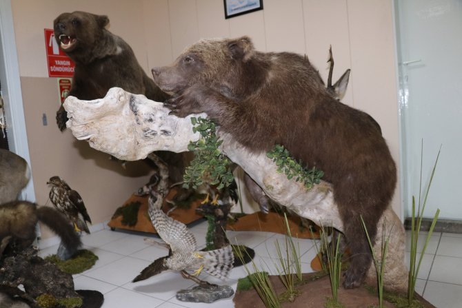 Tahnitle ölümsüzleştirilen yaban hayvanları turizme katkı sağlayacak