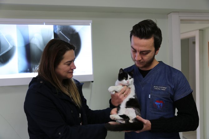 Bolu'da sokak hayvanlarının havalı tüfekle vurulduğu iddiası