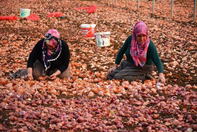 Mihalgazi'de çiftçilerin kış hazırlıkları