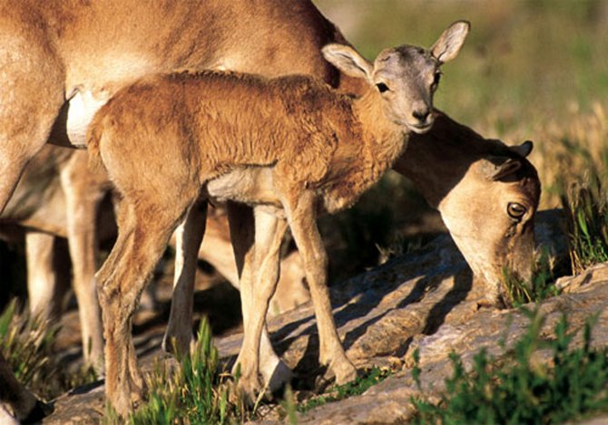 Nallıhan'da yaban koyunları çoğaldı