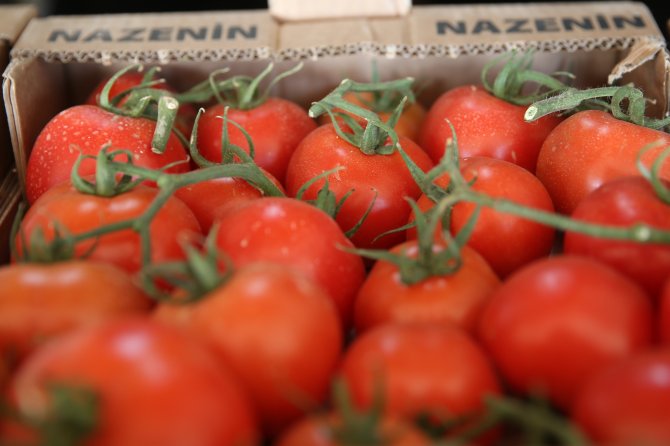 Sera ürünleri domatesin "ateşini" düşürdü