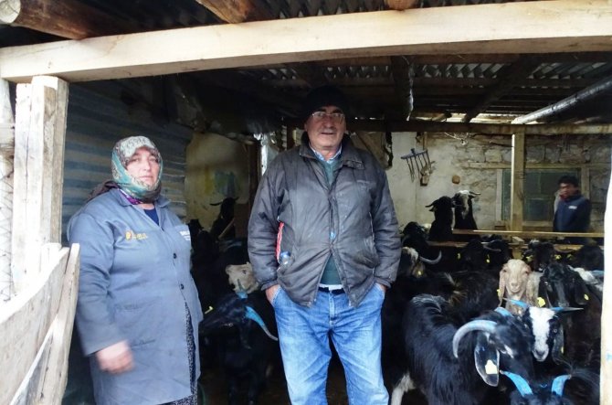 Ahırlı'da sürüden ayrılan keçileri kurtlar telef etti