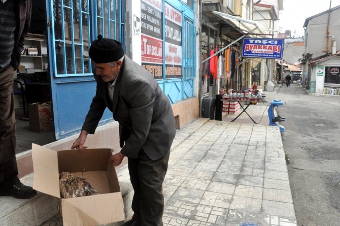 Yaralı şahin tedavi edilecek