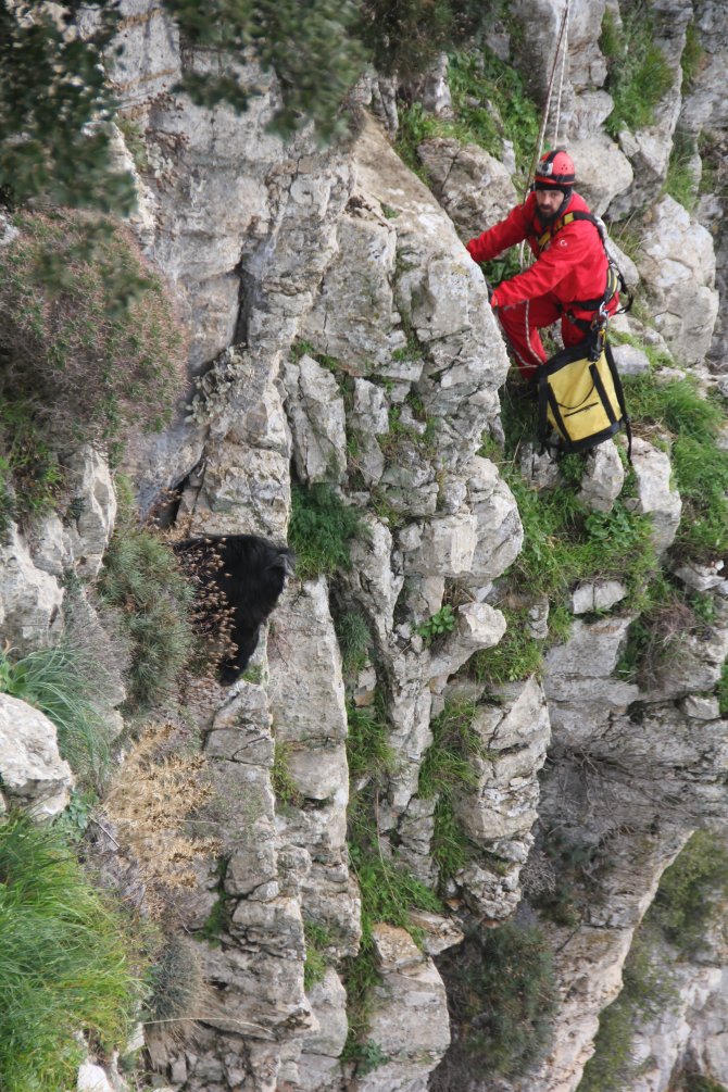 Sarp arazide mahsur kalan keçileri AKUT ekibi kurtardı