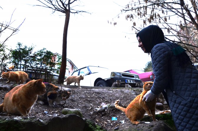 Sokak kedilerine bakıyor