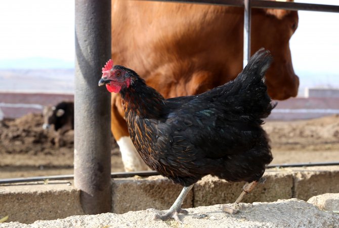 Yürüyemeyen tavuğuna ahşap protez yaptı