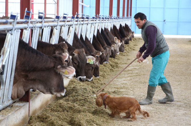Almanya'dan getirdiği ineklerle Antalya'da çiftlik kurdu