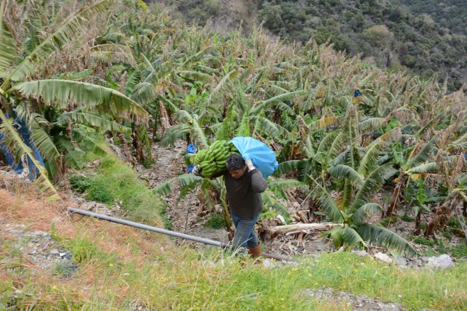 Yerli muz fiyatı tavan yaptı