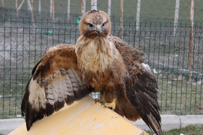 Yozgat'ta yaralı bulunan kızıl şahin tedavi ediliyor