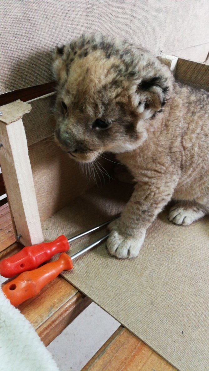 Edirne'de uyuşturucu operasyonu