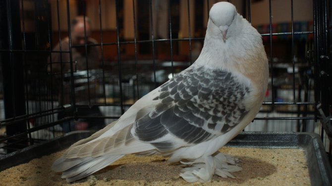 16. Şebap Güvercin Festivali Ankara’da düzenlendi