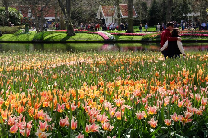 Hollanda'da lale zamanı