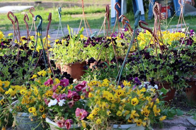 Kırıkkale Belediyesi, 820 bin çiçek dikecek