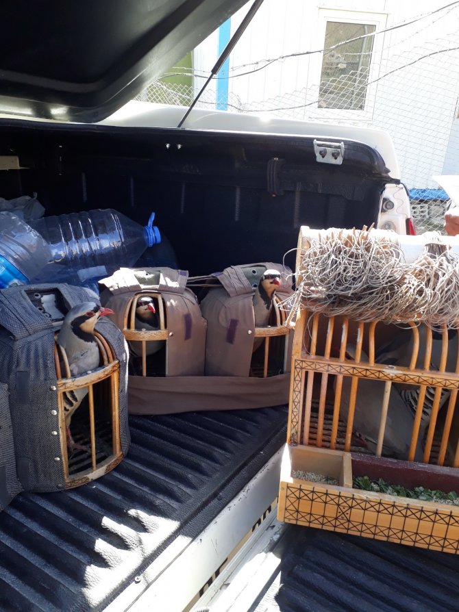 Kınalı keklik tuzakçılarına 56 bin 552 lira ceza