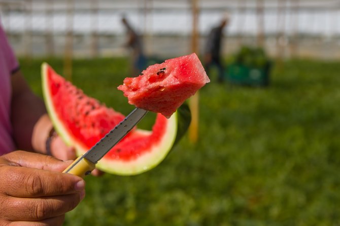 İlk karpuz hasadı Antalya'da başladı