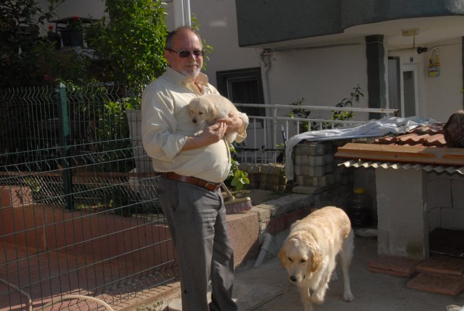 Kocaeli'de yavru köpek hırsızlığı kamerada