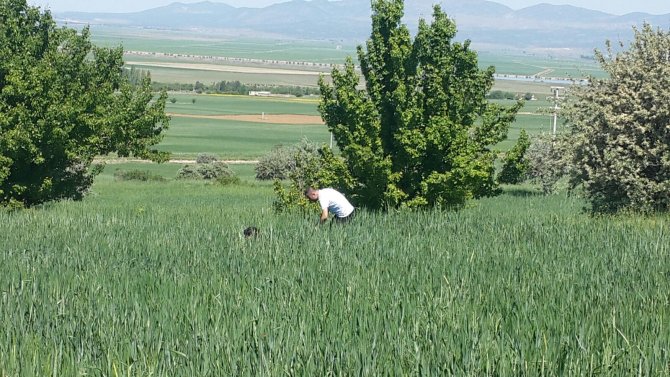 Yalıhüyük'te süne ile mücadele