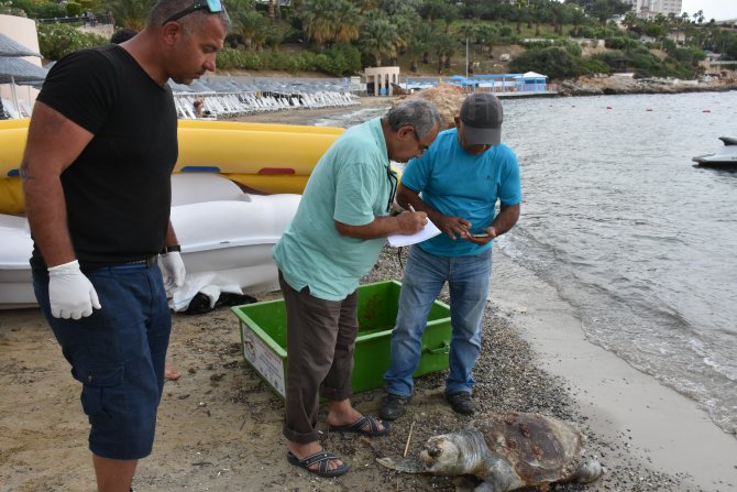 Dalgıçlar Kuşadası'nda ölü caretta caretta buldu