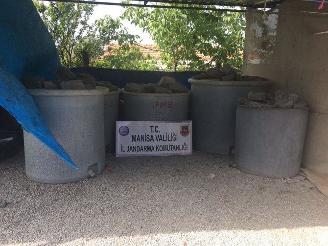 Akhisar'daki zeytin hırsızlığı