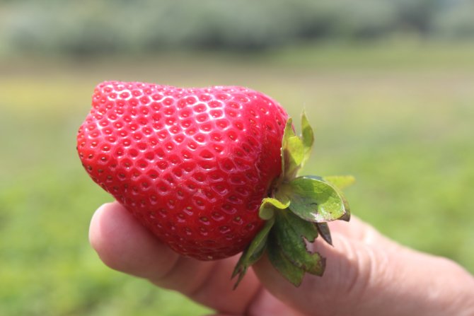 Derbent'te çilek hasadı