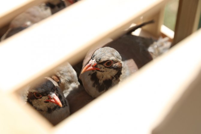 Yozgat'ta doğaya keklik salındı