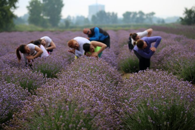 Lavanta tarlasında yoga yaptılar