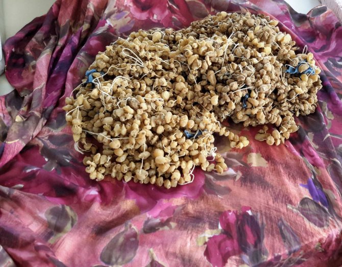 Durdurulan aracın stepnesinden salep soğanı çıktı